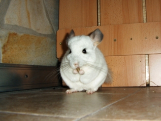 Chinchillas lieben fast alles eß- und nichteßbare. Mandeln sind ein echtes Leckerlie, allerdings sollten diese nur selten gereicht werden.